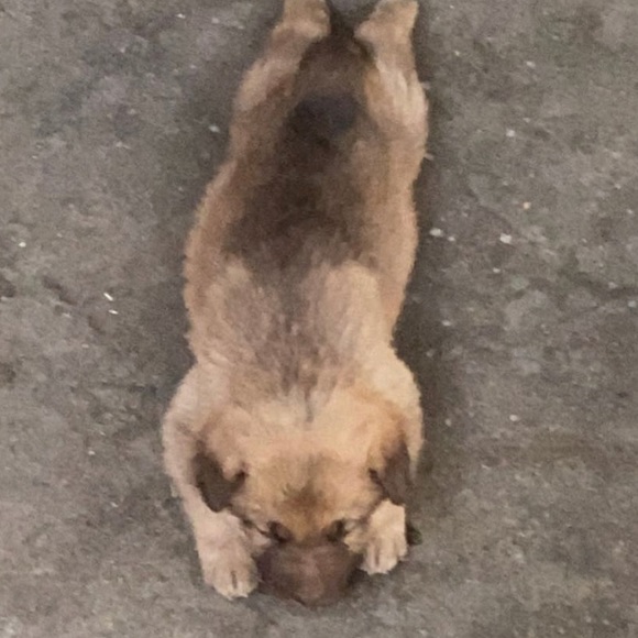 Meet your Posher, Liz - Picture 1 of 1